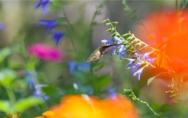 Hummingbird Flying Near Flowers
