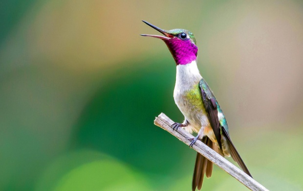 Hummingbirds Bird Nature Bokeh (click to view)