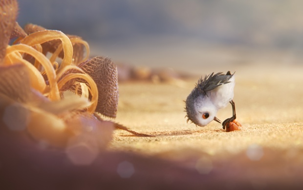 Hungry Baby Sandpiper In Piper 2016 (click to view)