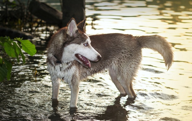 Husky Dog In Water (click to view)