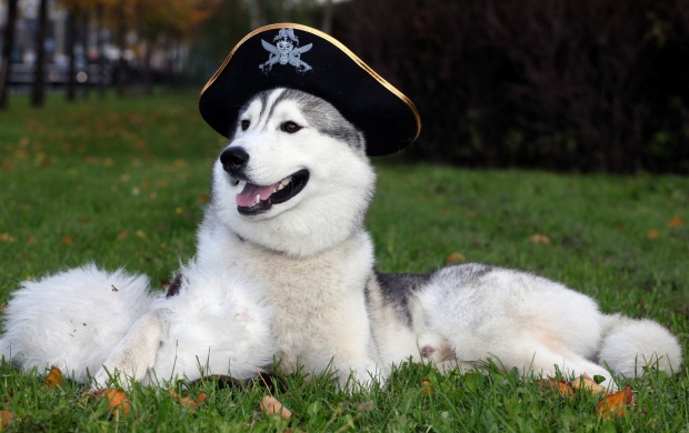 Husky Dog With Hat
