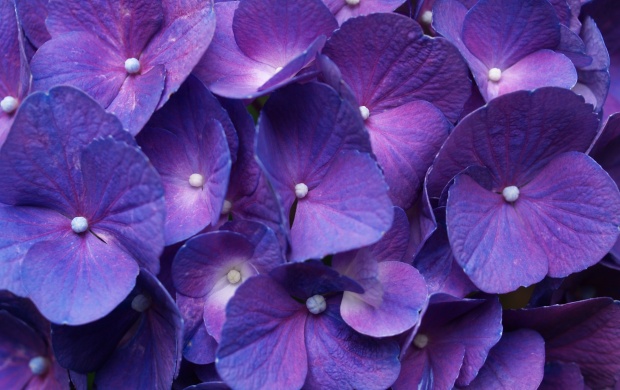 Hydrangea Purple (click to view)