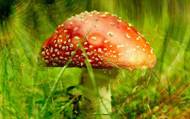 Infected Red Mushroom