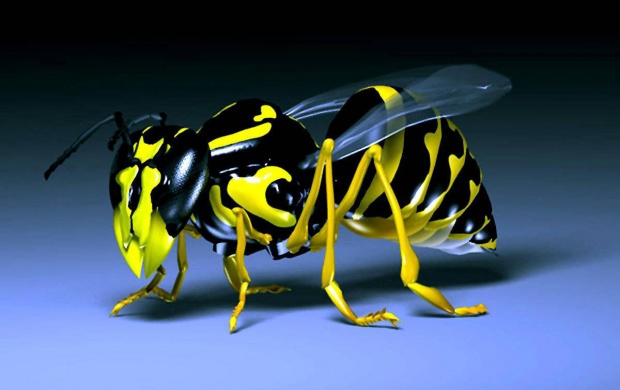 Insects Wasp (click to view)