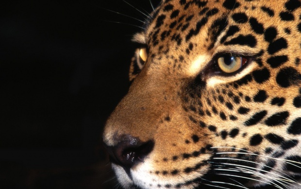 Jaguar Animal (click to view)
