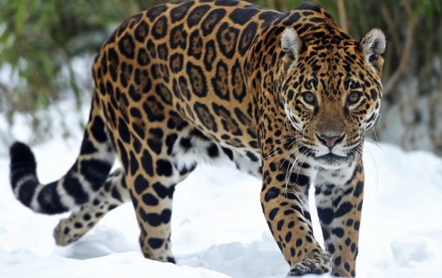 Jaguar Beautiful Eyes