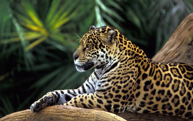 Jaguar In Amazon