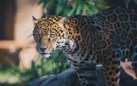 Jaguar Light Face