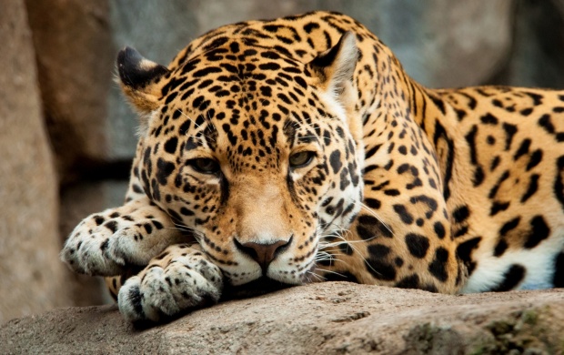 Jaguar Recreation View (click to view)