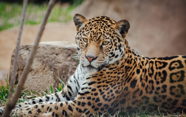 Jaguar Wild Face (click to view)