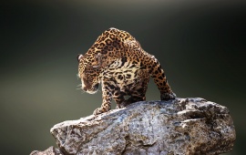 Jaguars Predator