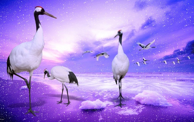 Japanese Cranes (click to view)