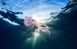 Jellyfish Underwater