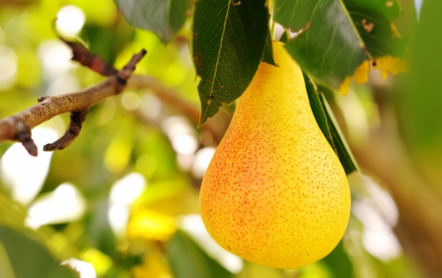 Juicy Pear Fruit