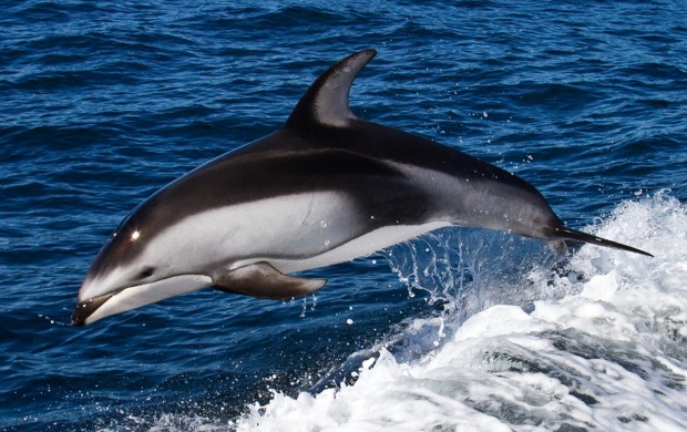 Jumping Dolphin (click to view)
