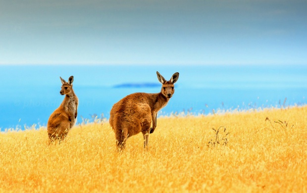Kangaroo Life (click to view)