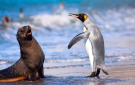 King Penguin And Antarctic Seal