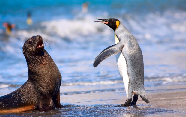 King Penguin And Antarctic Seal (click to view)