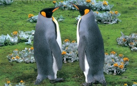 King Penguins Falkland Island
