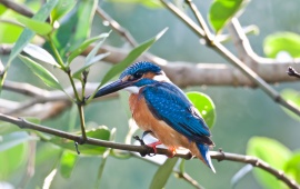 Kingfisher On Branch