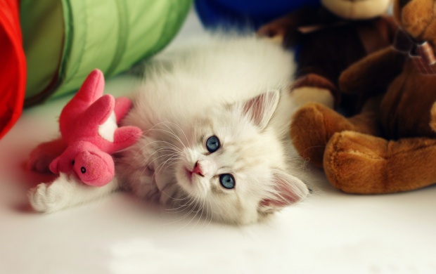 Kitten And Toys