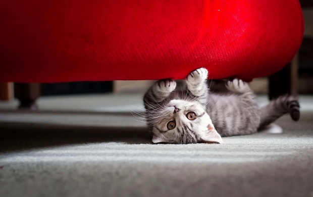 Kitten Playing Under Red Sofa