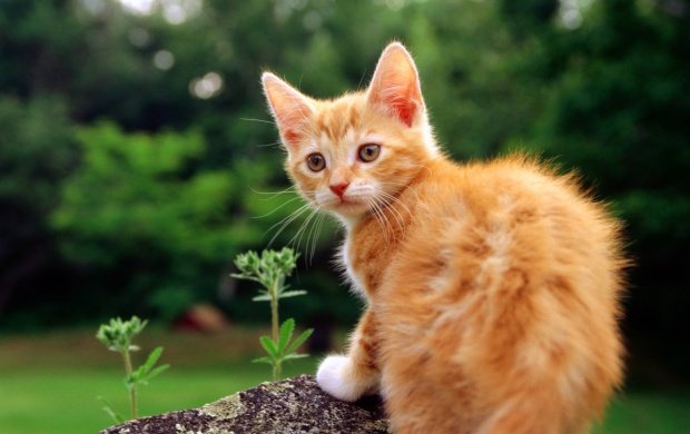 Kitten Sitting On A Stone (click to view)