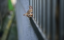 Kitten Watching At Wall