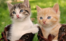 Kittens In Boots