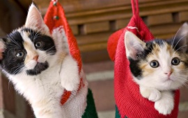 Kittens In Stockings