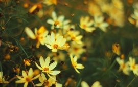 Kosmeya Blurring Flowers