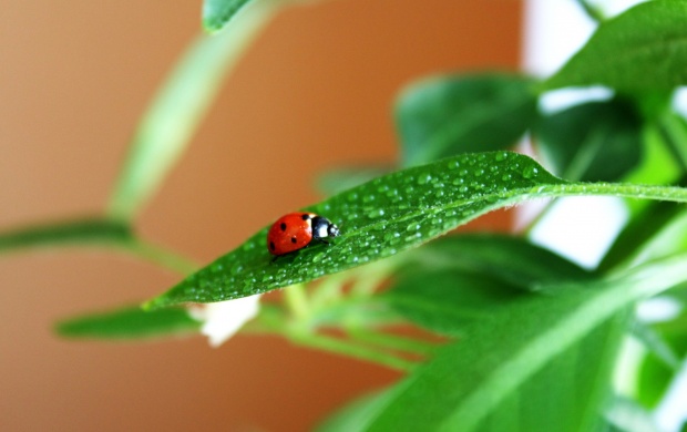 Ladybug On Green Leaves