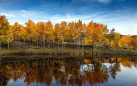 Lake Autumn Trees
