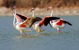 Lake In Flamingo Birds