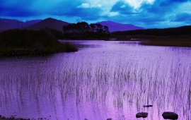 Lake Purple Water