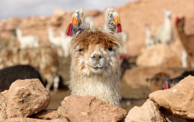 Lama (click to view)