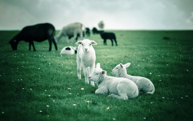 Lambs In Green Field (click to view)