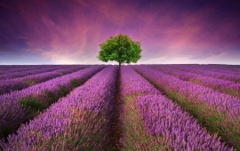 Lavender Field Tree