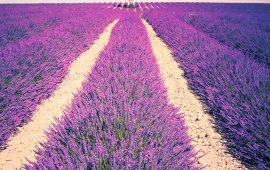 Lavender Field With Tree