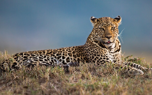 Lazy Leopard Predator (click to view)