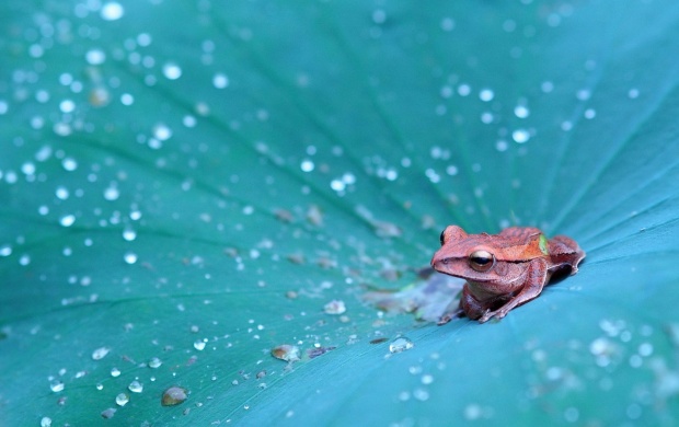 Leaf Frog (click to view)