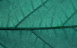 Leaf Texture Closeup