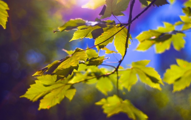 Leaves Nature Bokeh (click to view)