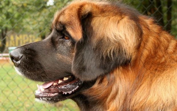 Leonberger Dog (click to view)