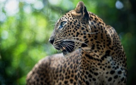 Leopard Growl Look