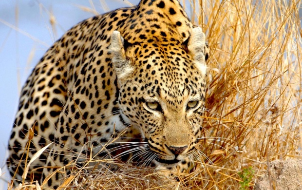Leopard In The Yellow Grass