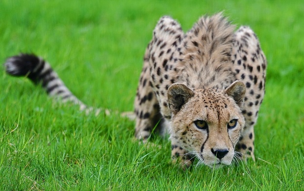 Leopard Laying In Grass