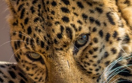 Leopard Lying