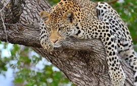Leopard Sitting On Tree