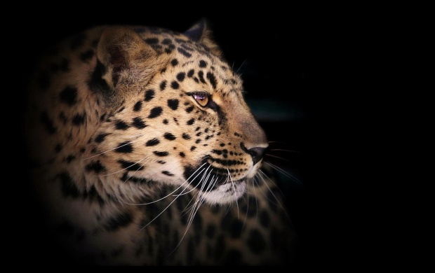 Leopard Wild Cat A Dark